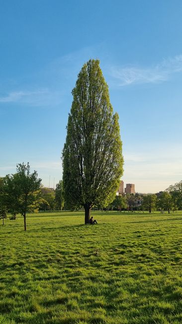 A tall, symmetrical tree with dense green foliage extending upward in a narrowing oval shape, standing prominently in a lush, expansive park with well-maintained grass. In the background, a few smalle