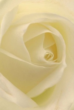 This close-up portrait of a creamy white rose captures the essence of quiet Poplar mornings, where subtle beauty often resides in unexpected places along the canal-side paths or tucked away on Chrisp Street. The petals, almost translucent at their edges, spiral gracefully towards the heart, revealing a depth layered with both shadow and radiant light. Each fold is velvety to the imagination-like the brush of suede or cool linen-bestowing a tactile elegance that feels timeless. The gentle interplay of cream and pearly hues gives the flower a luminous softness, recalling the first light that illuminates Poplar's leafy squares. As the fragrance seems to linger, cool and faintly sweet, it evokes a sense of comfort, hope, and renewal. The experienced hands at Flowers Poplar convey their artistry in every carefully placed petal, crafting arrangements as appropriate for expressions of sympathy as for honoring life's milestones. The rose stands as a symbol of both reverence and subtle power-a natural choice for those wishing to share a meaningful gesture in the heart of their community.